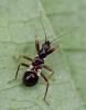 Himacerus mirmicoides